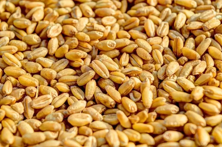 Ukraine to increase grain exports to Africa