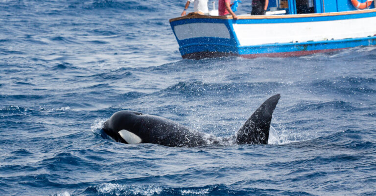 Killer whales keep sinking ships in Iberian Peninsula, unnerving sailors