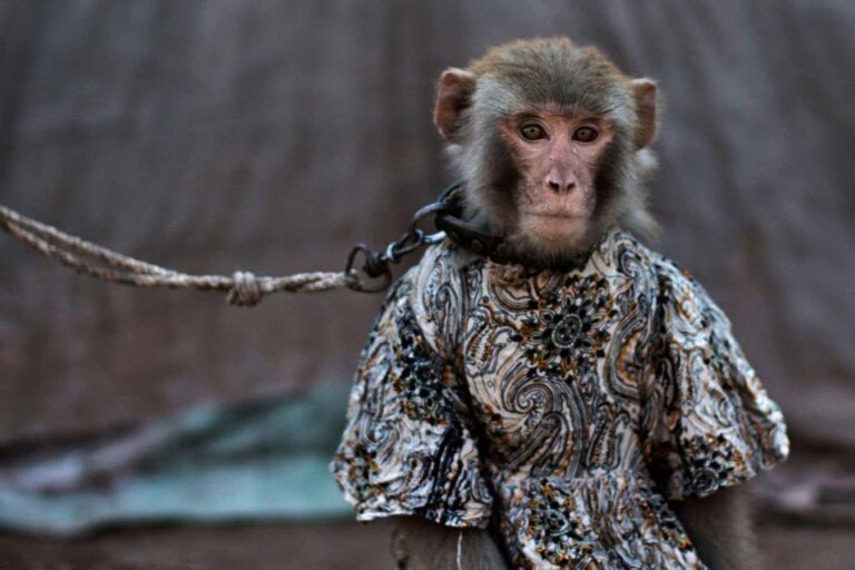 Dancing Monkey Hormones Reveals Pakistan’s Dangerous Avenue Performances