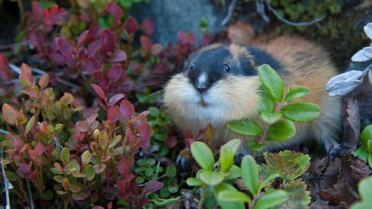 Do lemmings actually leap off cliffs?